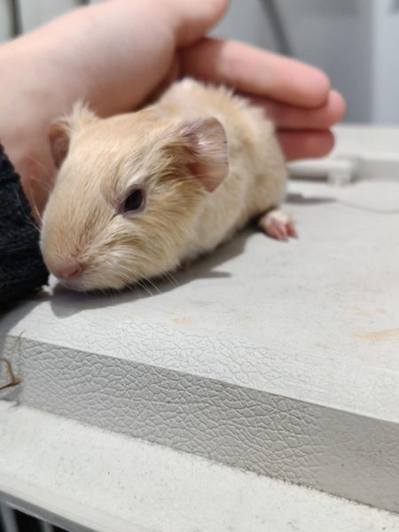 GUINEA PIGS Carousel 1