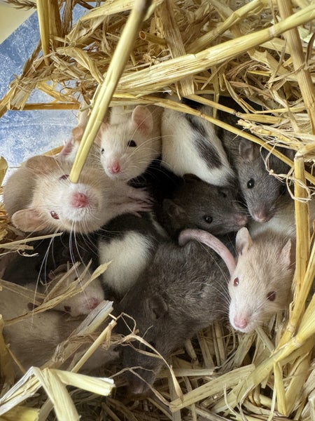 Beautiful new baby ratlings Carousel 1
