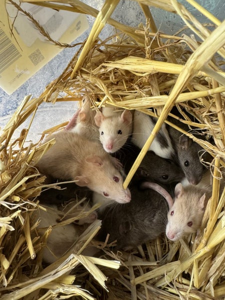 Beautiful new baby ratlings Carousel 2