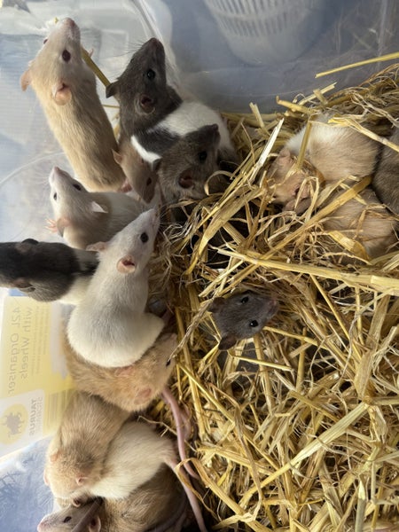Beautiful new baby ratlings Carousel 20