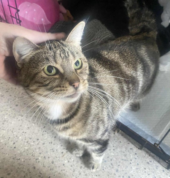 Furrytails Await – Adopt a kitten or cat for just $60 Carousel 16