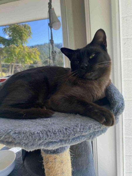 Burmese female cat free Carousel 1