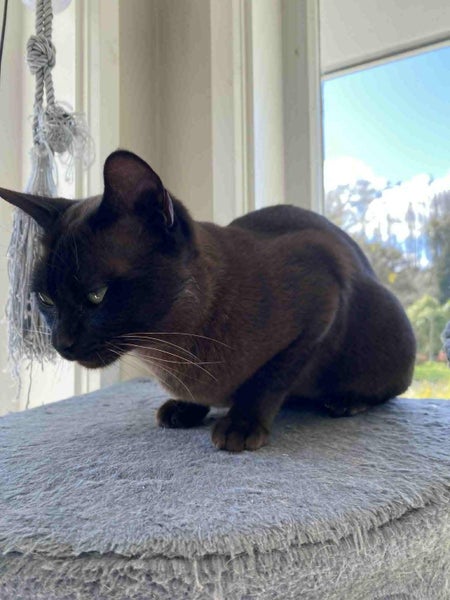 Burmese female cat free Carousel 3