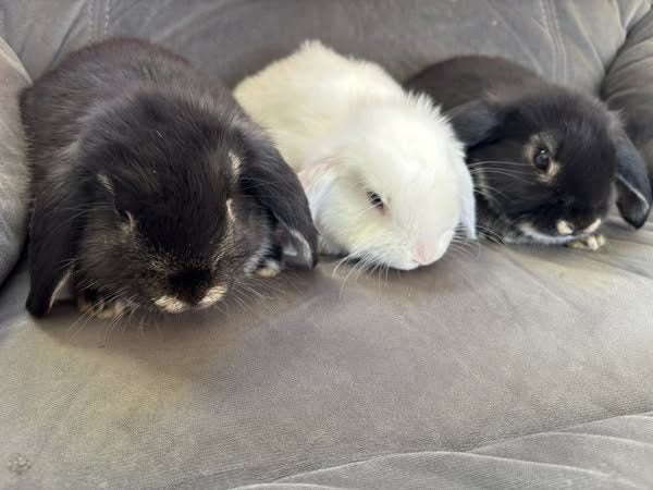 Minilop Rabbits Carousel 1