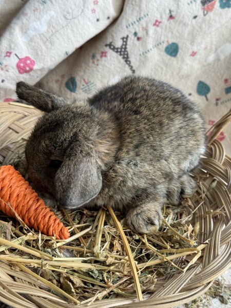 **Trained Mini Lop Bunny Rabbits & Care Package** Carousel 8