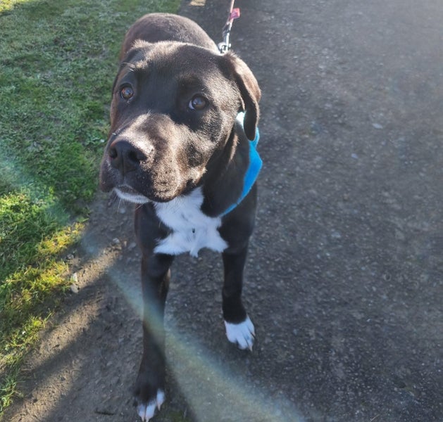 Sox (Ellie's Canine Rescue & Rehome) Carousel 2