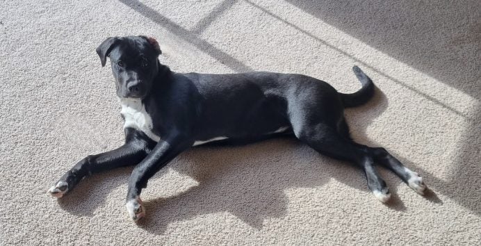 Sox (Ellie's Canine Rescue & Rehome) Carousel 1