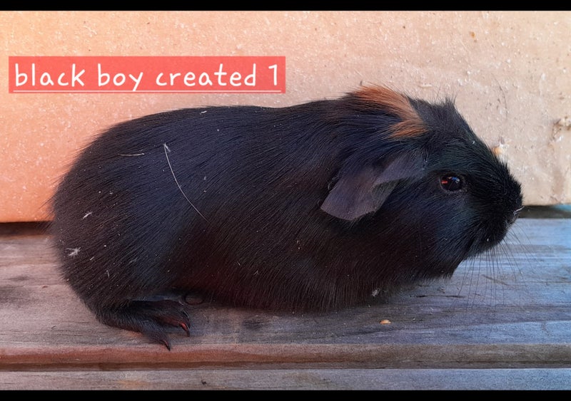 Guinea pigs Carousel 15