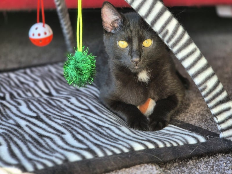 CAT RESCUE CHRISTCHURCH - Ready for Adoption - Lex Luther Carousel 2