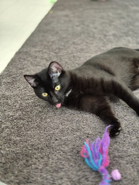 CAT RESCUE CHRISTCHURCH - Ready for Adoption - Lex Luther Carousel 1