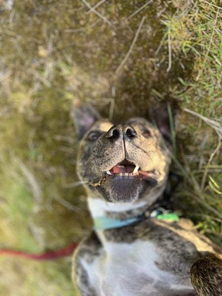 Max - Part Time Potato, Full Time Goofball Carousel 1