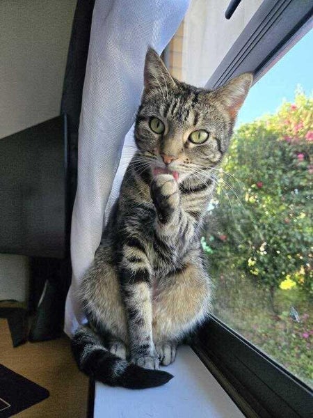 Rescue Cat Robin Carousel 2