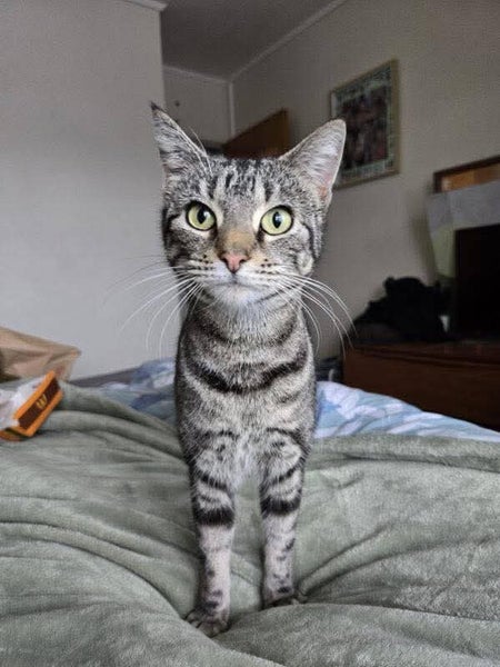 Rescue Cat Robin Carousel 1