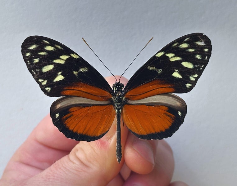 Real Butterfly: Heliconius hecale, Peru!! Carousel 1