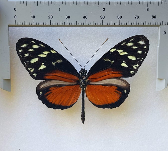 Real Butterfly: Heliconius hecale, Peru!! Carousel 2
