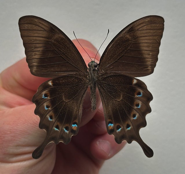 Real Butterfly: Papilio lorquinianus, Indonesia!! Stunning!! Carousel 3