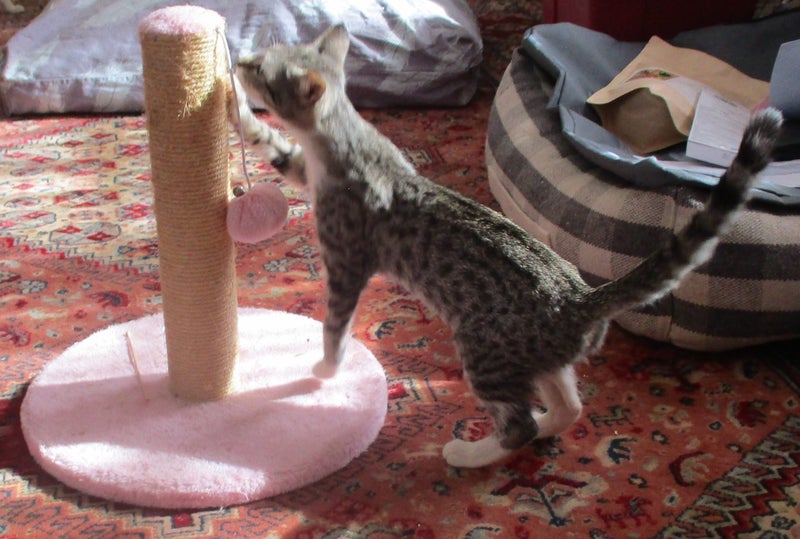 HUMANE SOCIETY RESCUE KITTENS Carousel 2