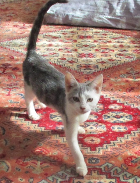 HUMANE SOCIETY RESCUE KITTENS Carousel 1