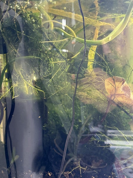 Fish tank with stand Carousel 2