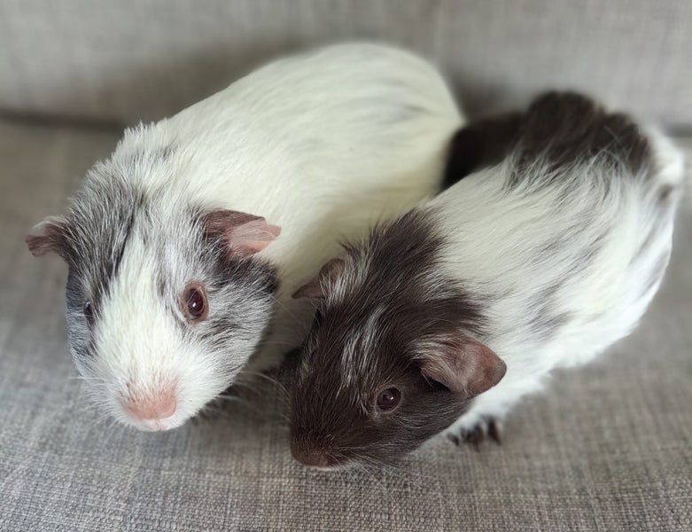 Lovely baby guinea pigs Carousel 1