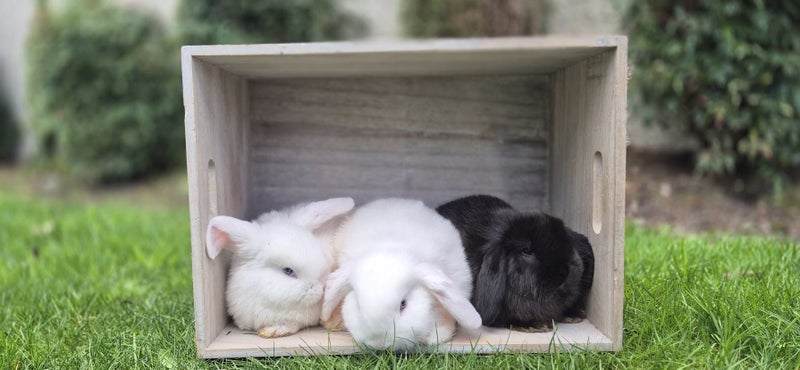 Pure Bred Mini Lop Kits Carousel 1
