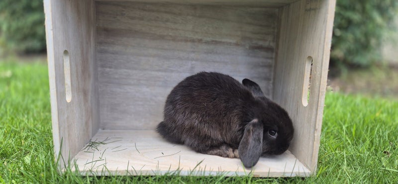 Pure Bred Mini Lop Kits Carousel 2