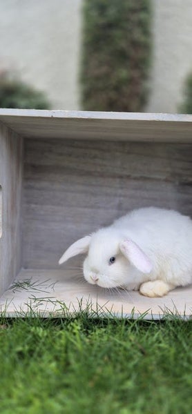 Pure Bred Mini Lop Kits Carousel 1