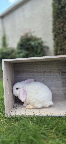 Pure Bred Mini Lop Kits Carousel 2