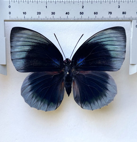Real Butterfly: Agrias beatifica, FEMALE, Peru!! Rarely offered!! Carousel 2