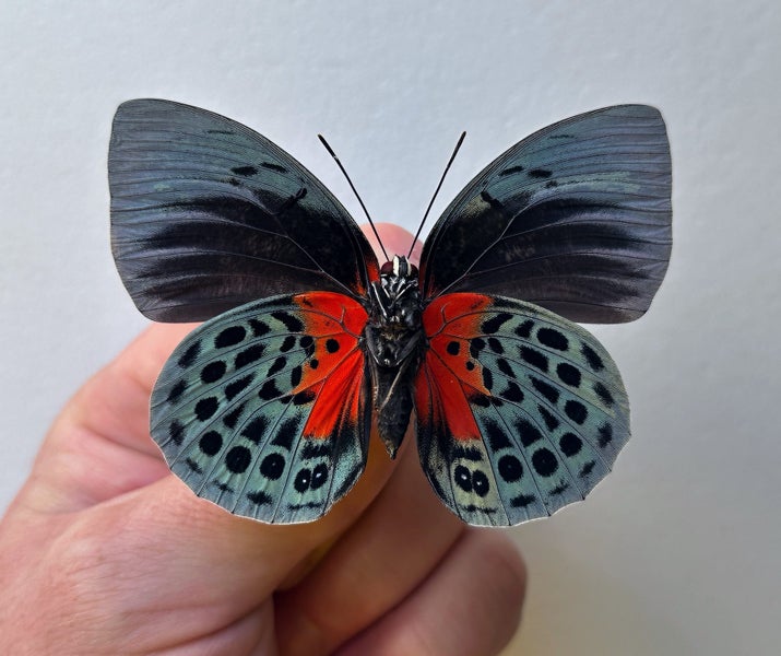 Real Butterfly: Agrias beatifica, FEMALE, Peru!! Rarely offered!! Carousel 3
