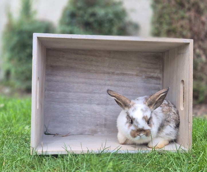 Pure Breed Mini Lop Kits Carousel 1
