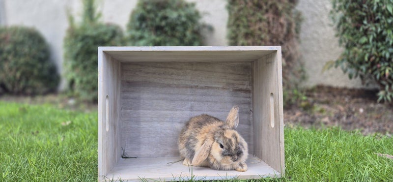 Pure Breed Mini Lop Kits Carousel 2