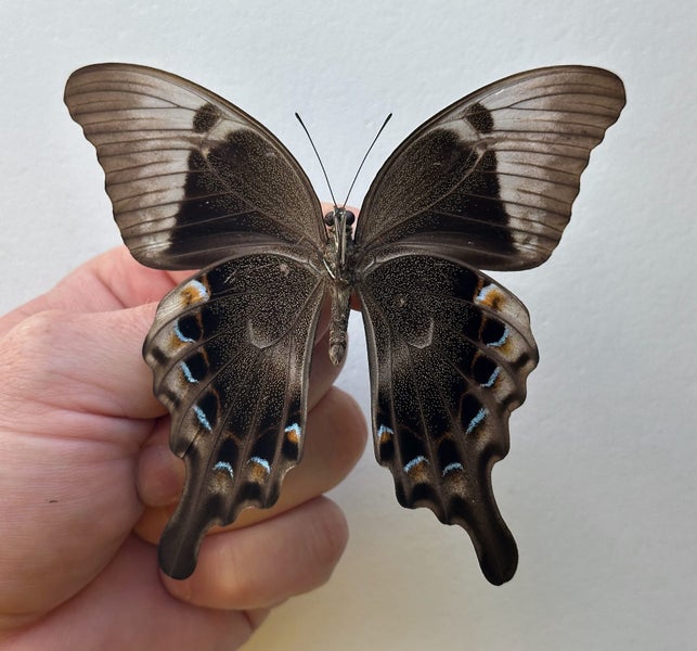 Real Butterfly: Papilio peranthus, Indonesia!! Stunning!! Carousel 3