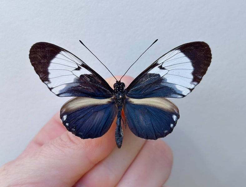 Real Butterfly: Heliconius cydno!! Costa Rica!! WOW!! Carousel 2