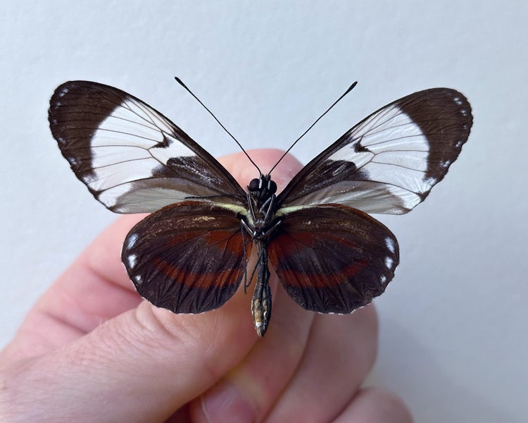 Real Butterfly: Heliconius cydno!! Costa Rica!! WOW!! Carousel 3