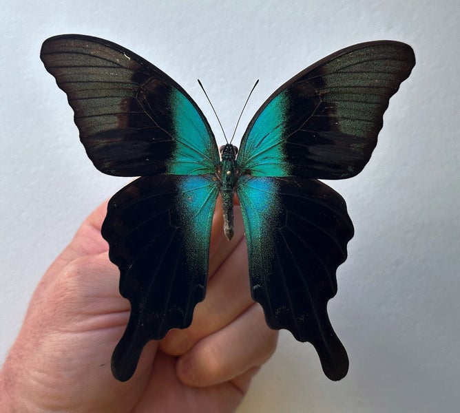 Real Butterfly: Papilio peranthus, Indonesia!! Stunning!! Carousel 2