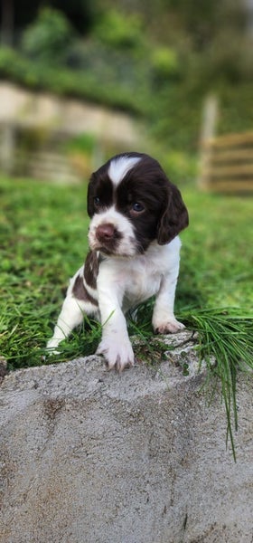 Springer Spaniel Puppies. Carousel 18