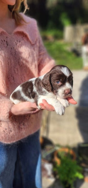 Springer Spaniel Puppies. Carousel 1