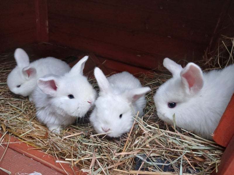 Mini Lop Rabbits Carousel 1
