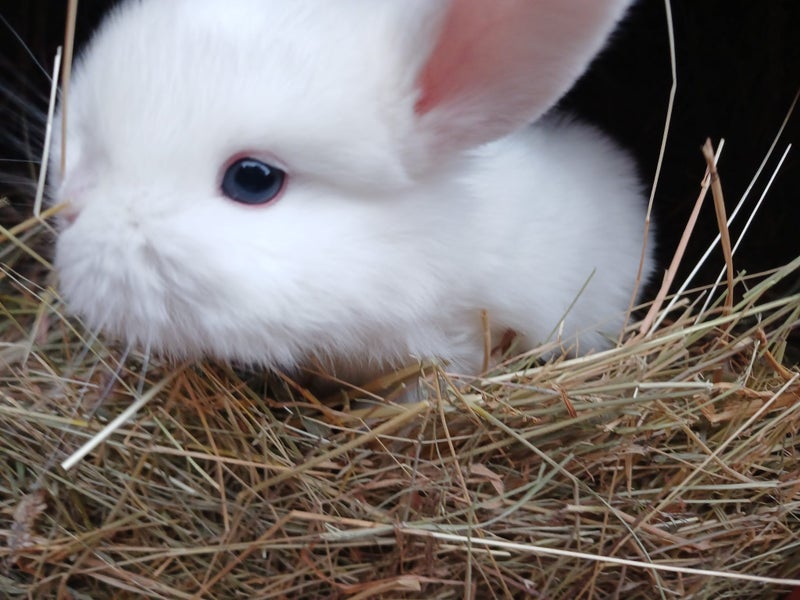 Mini Lop Rabbits Carousel 5