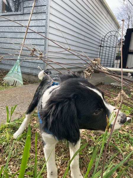 Sprollie Puppy Carousel 2