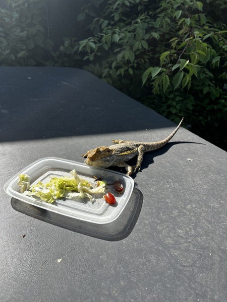 Bearded Dragon Carousel 2