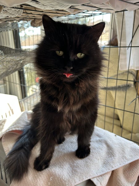 Loving female black Fluffy Meeya Carousel 1
