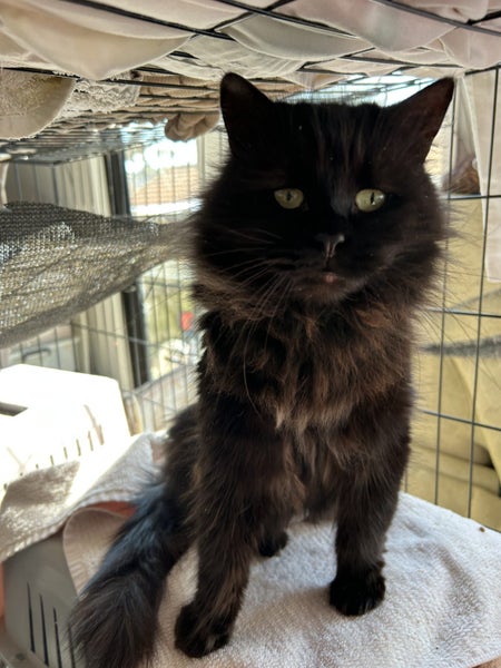 Loving female black Fluffy Meeya Carousel 2