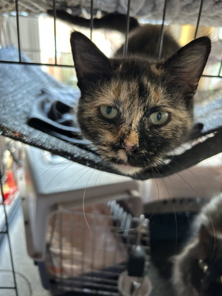 Rosie Desexed Smoochie Naughty Torti Carousel 5