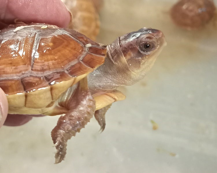 Juvenile Three Toed Box Turtle Carousel 1