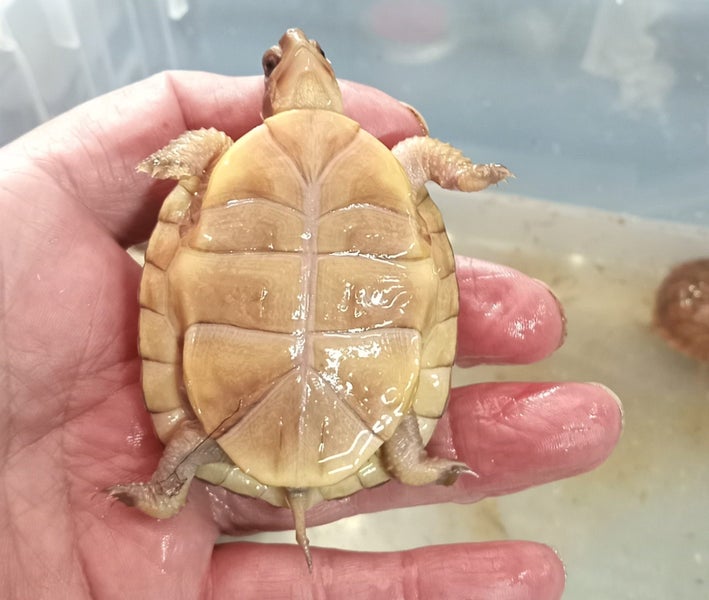 Juvenile Three Toed Box Turtle Carousel 2