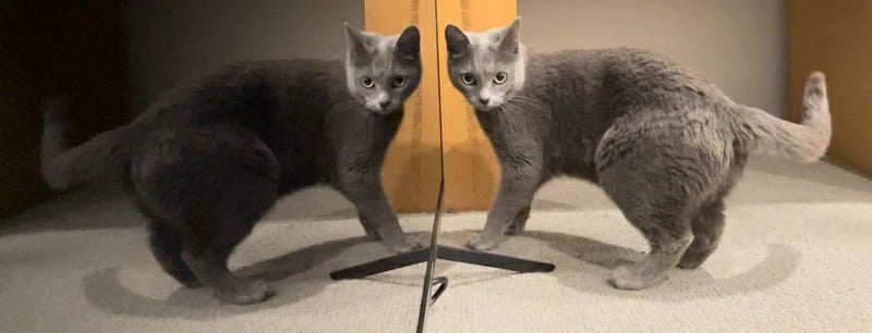 Little Angel - grey 2yr - Cat Care Loburn/Chch Carousel 1