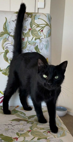 Winter - female 6 mths - Cat Care Loburn/Chch Carousel 1