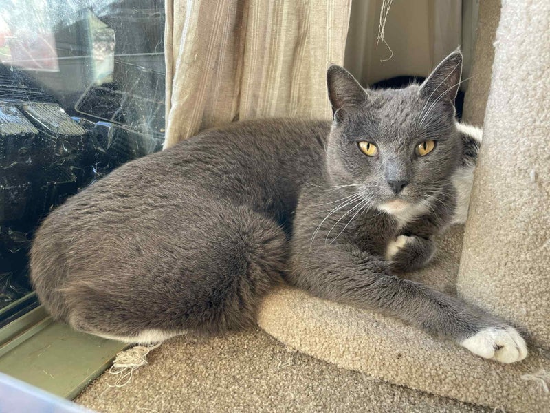 Luciana- grey 4yr - Cat Care Loburn/Chch Carousel 1